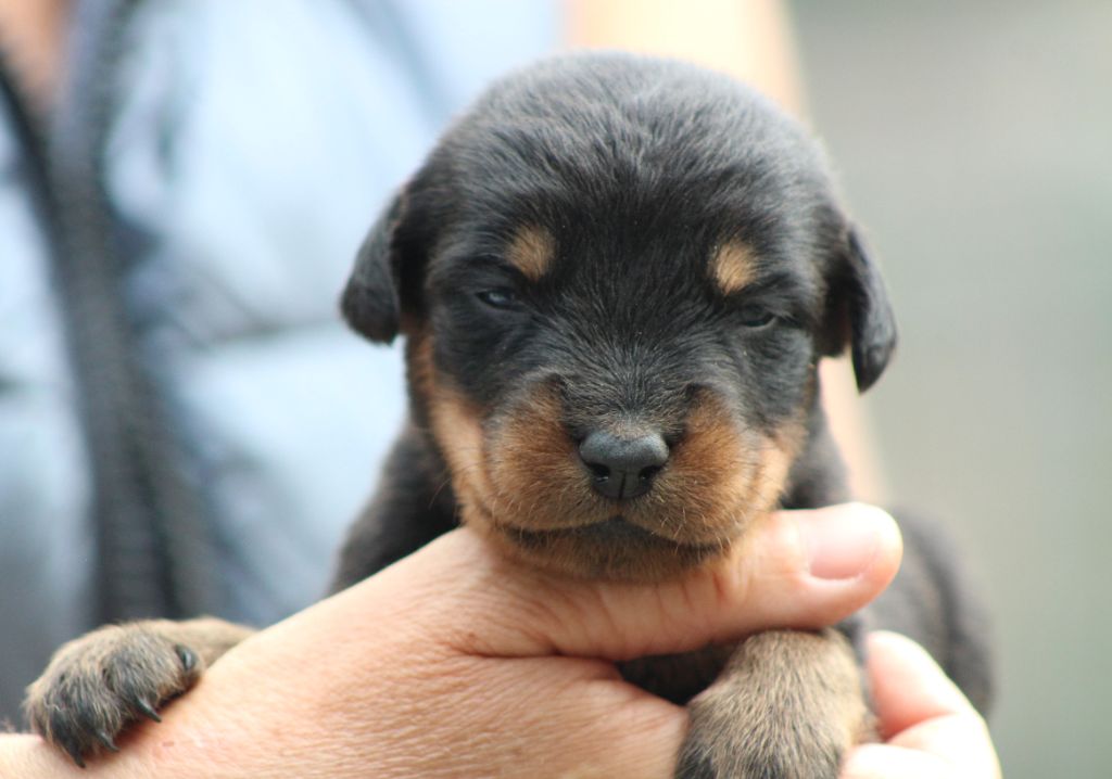 de Genevayse - Chiots disponibles - Berger de Beauce