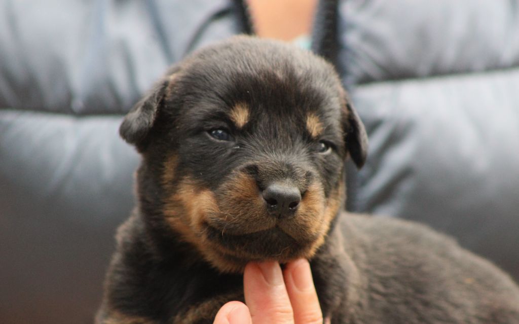 de Genevayse - Chiots disponibles - Berger de Beauce