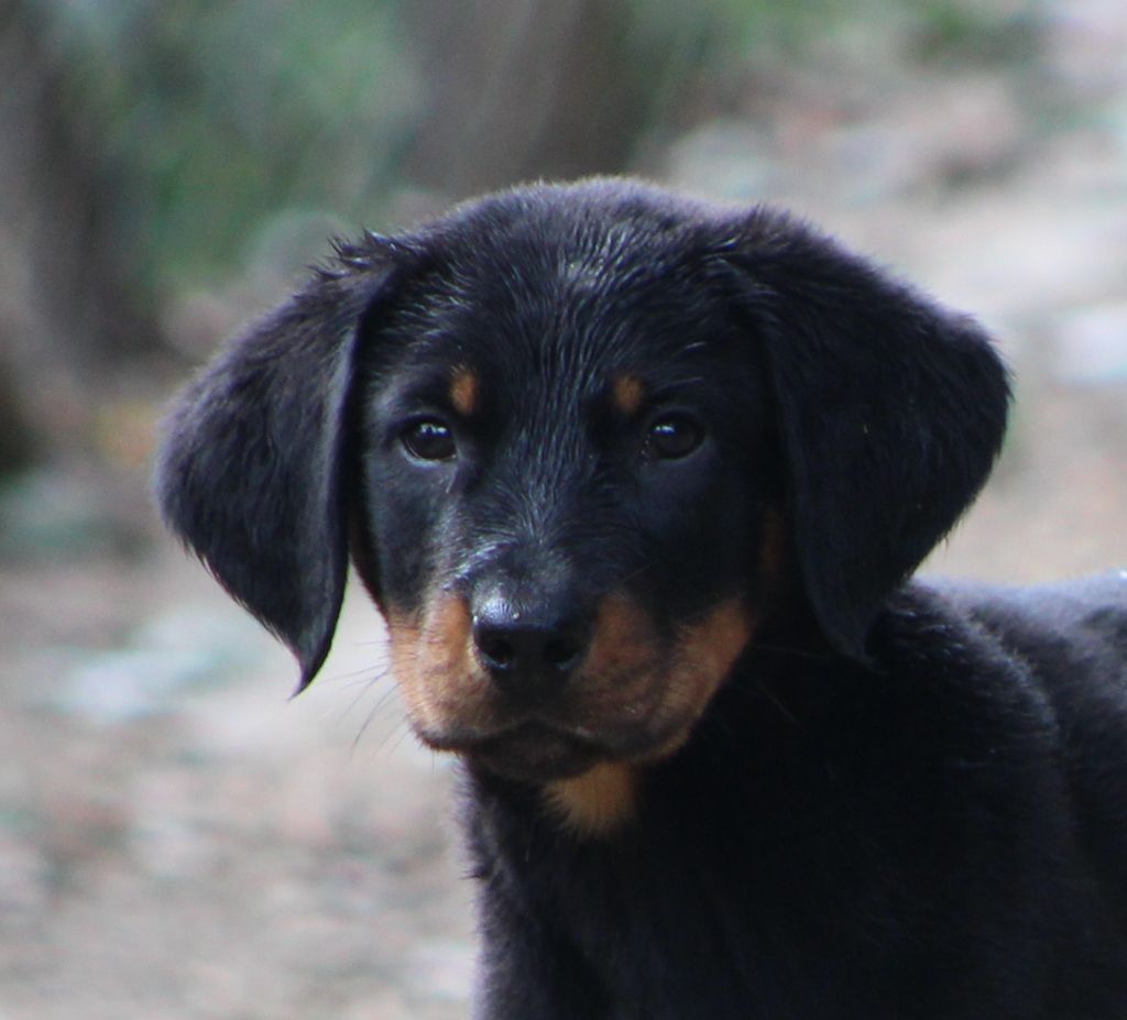 de Genevayse - Chiots disponibles - Berger de Beauce