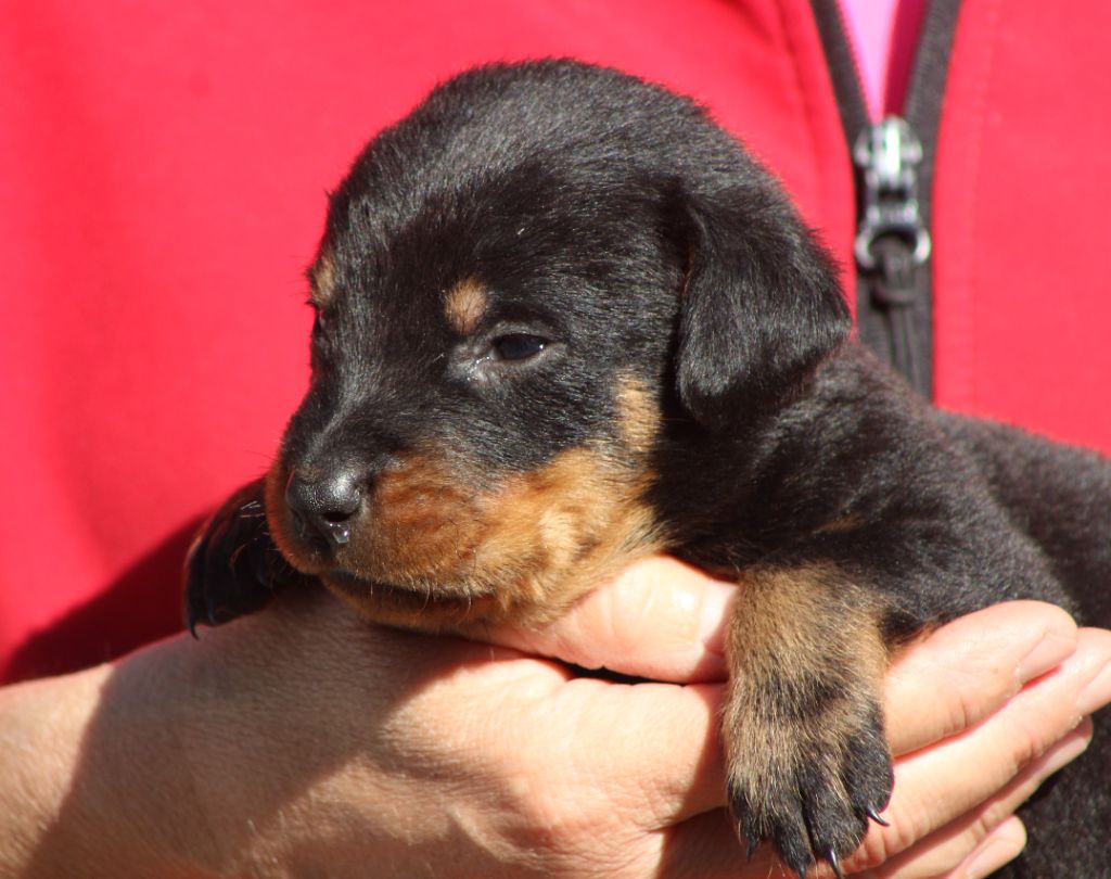 de Genevayse - Chiots disponibles - Berger de Beauce