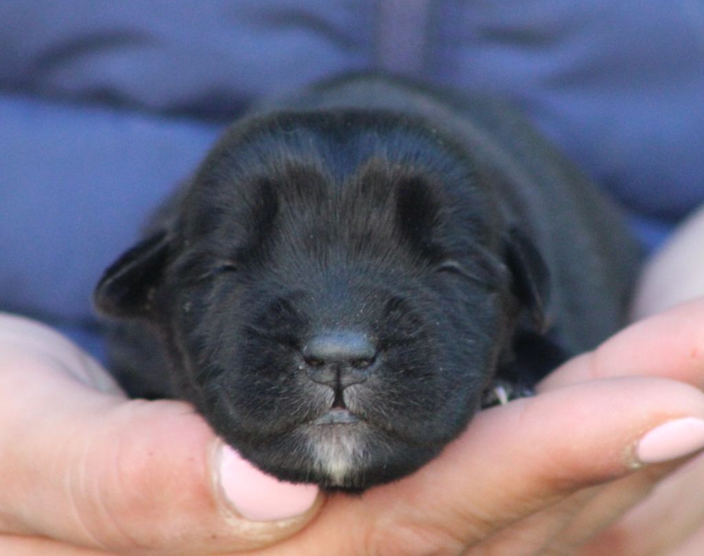 de Genevayse - Chiots disponibles - Cane Corso