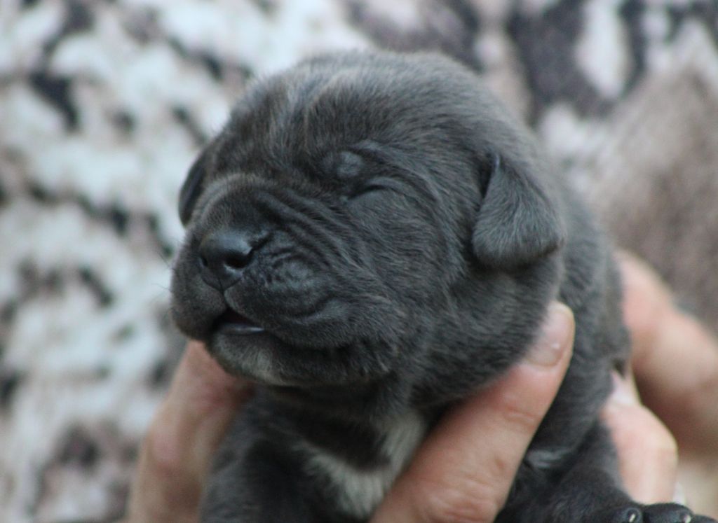 de Genevayse - Chiots disponibles - Cane Corso