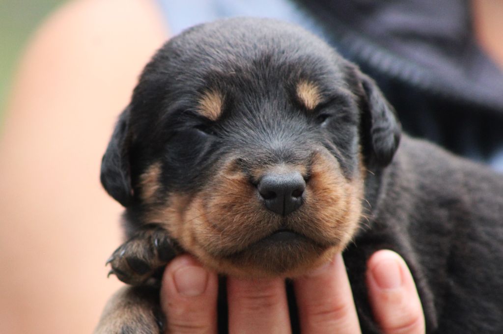 de Genevayse - Chiots disponibles - Berger de Beauce