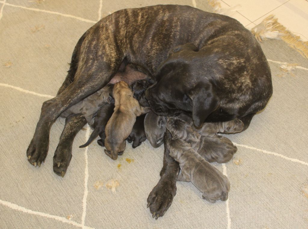 Chiot Cane Corso de Genevayse