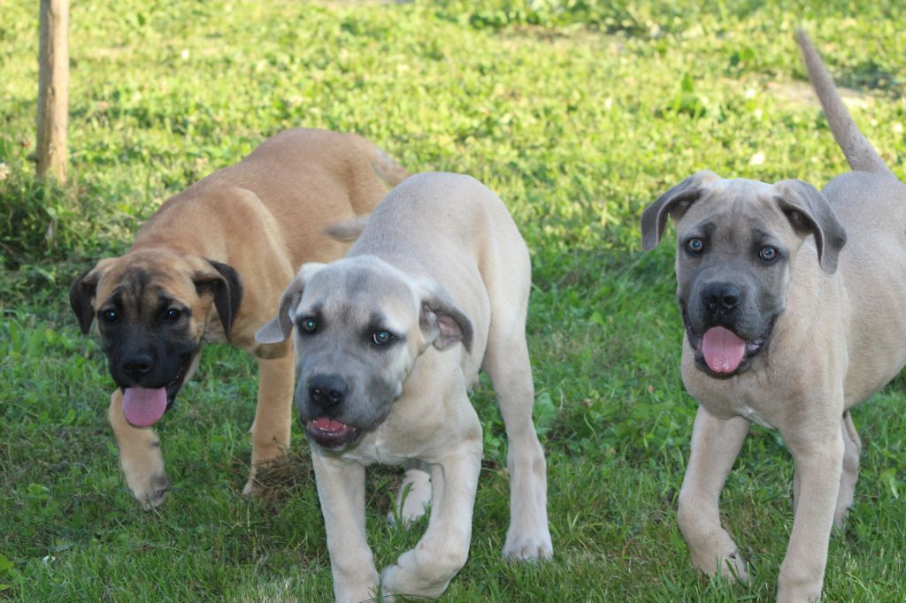 Chiot Cane Corso de Genevayse