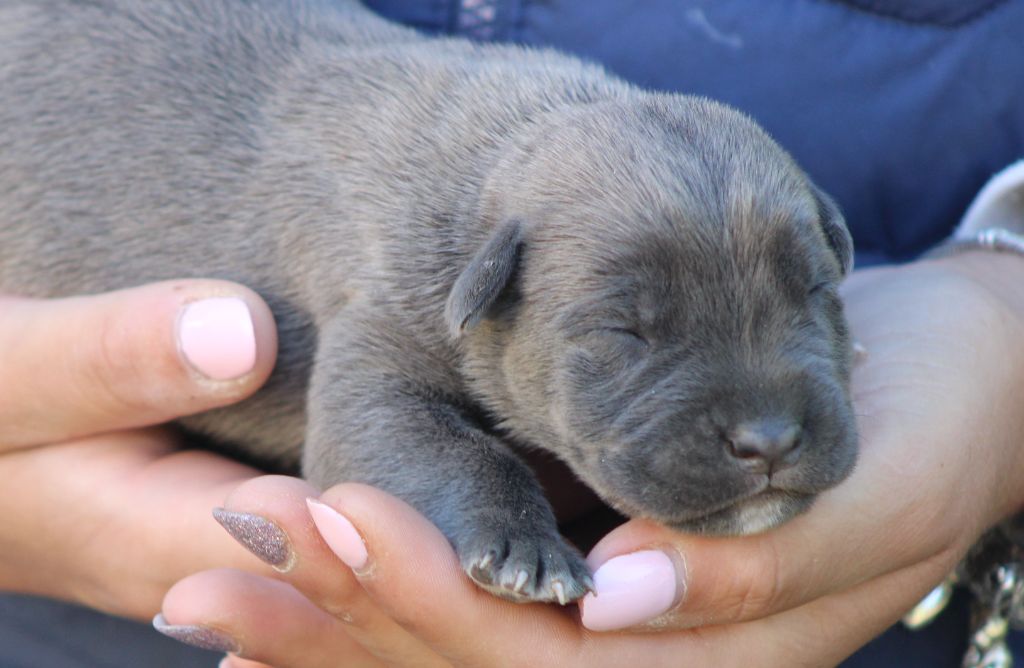 de Genevayse - Chiots disponibles - Cane Corso