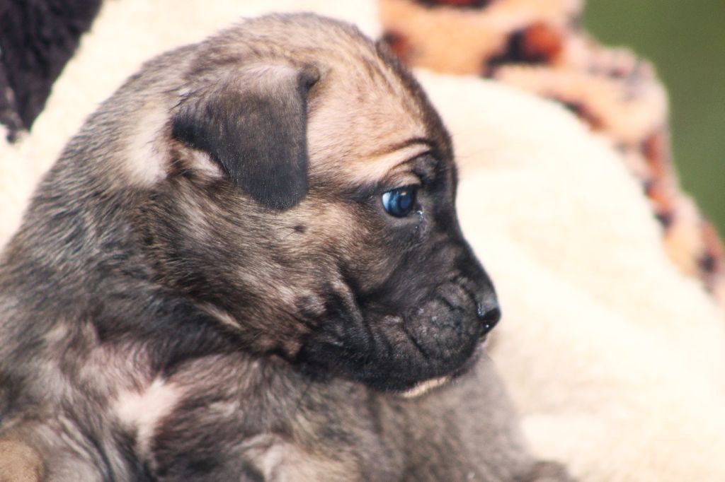 de Genevayse - Chiots disponibles - Cane Corso