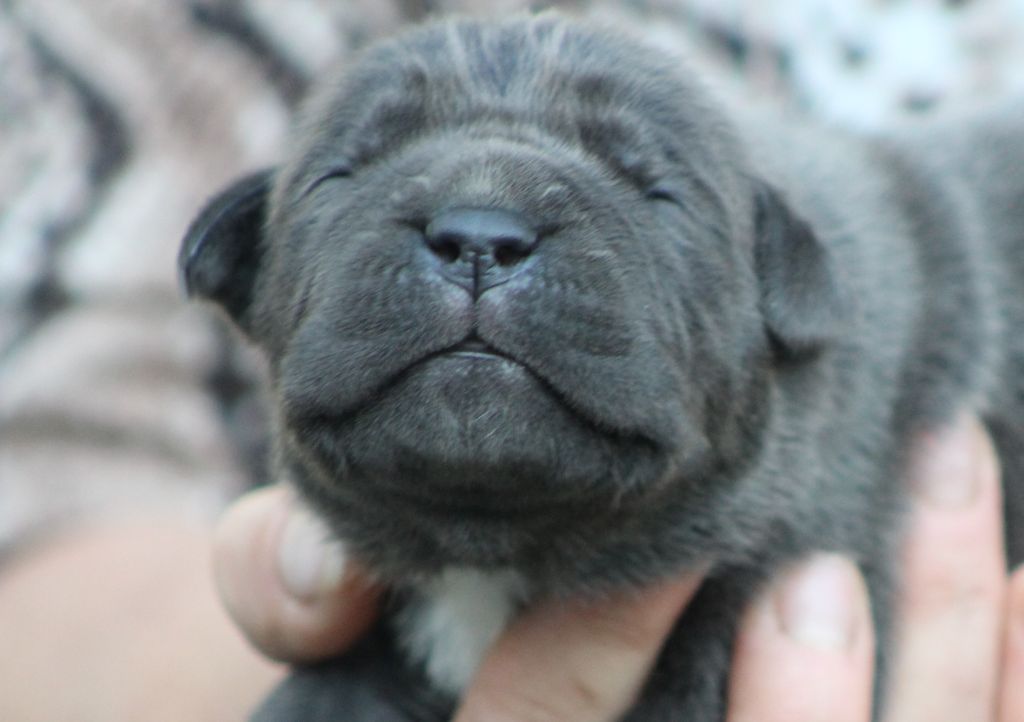 de Genevayse - Chiots disponibles - Cane Corso