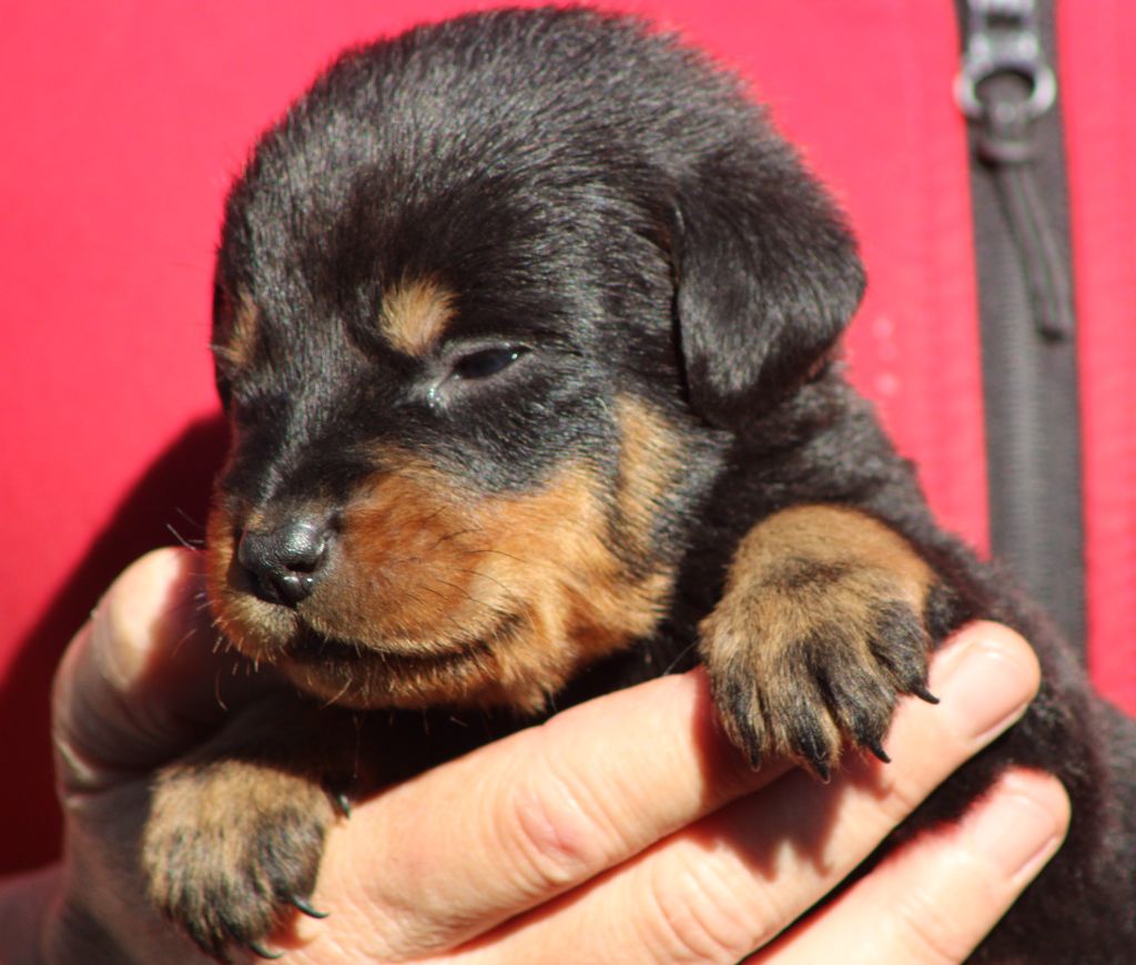 de Genevayse - Chiots disponibles - Berger de Beauce