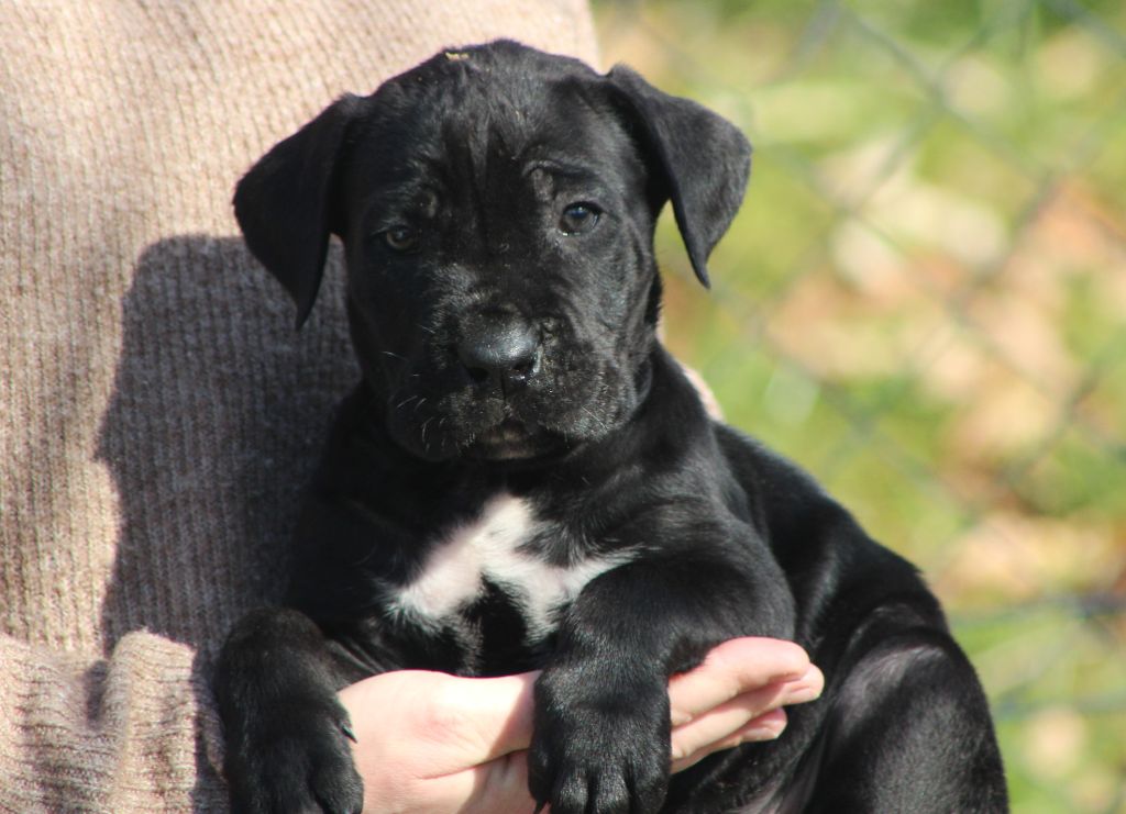 de Genevayse - Chiots disponibles - Cane Corso