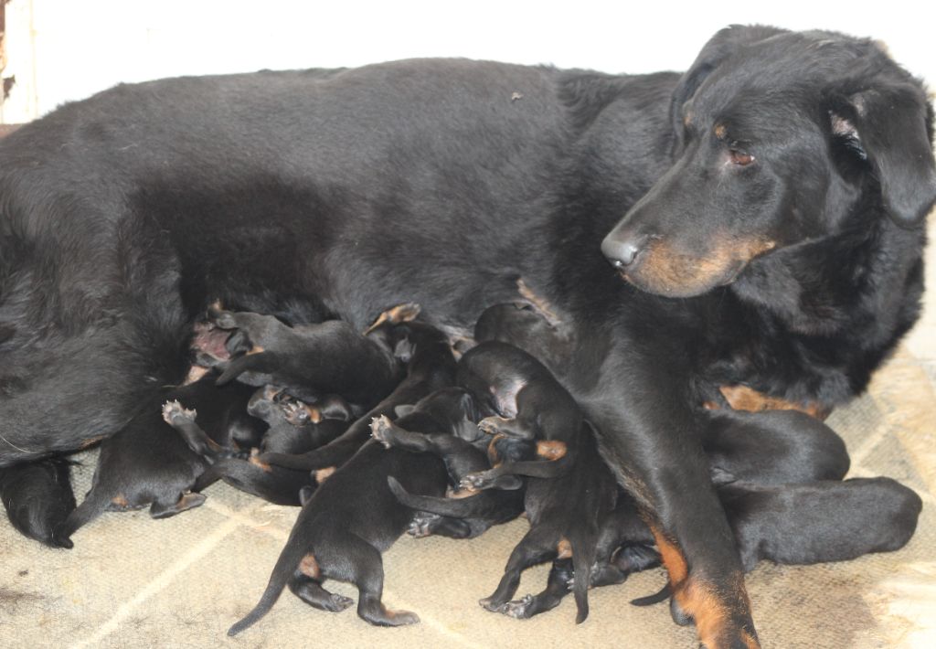 Chiot Berger de Beauce de Genevayse