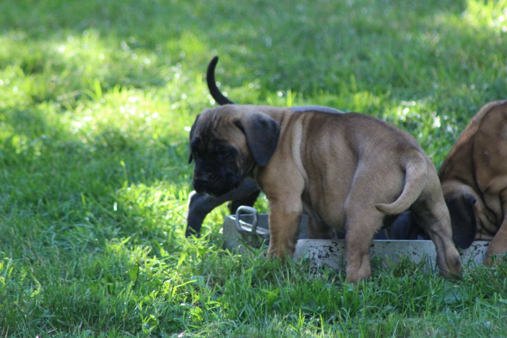 Chiot Cane Corso de Genevayse