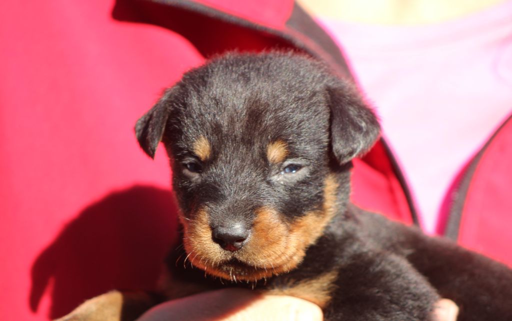 de Genevayse - Chiots disponibles - Berger de Beauce