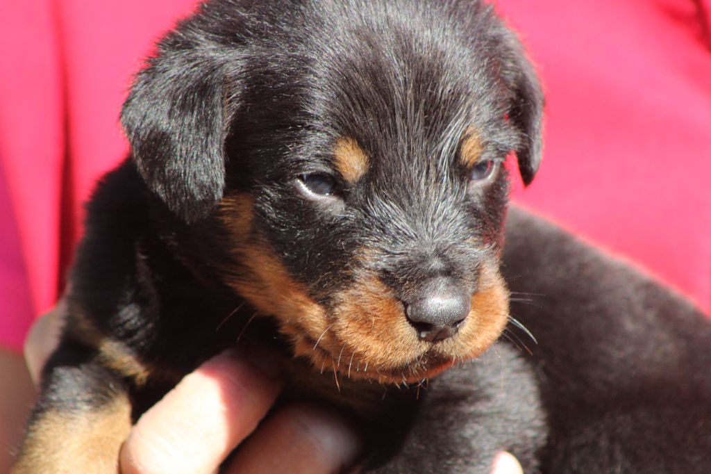 de Genevayse - Chiots disponibles - Berger de Beauce
