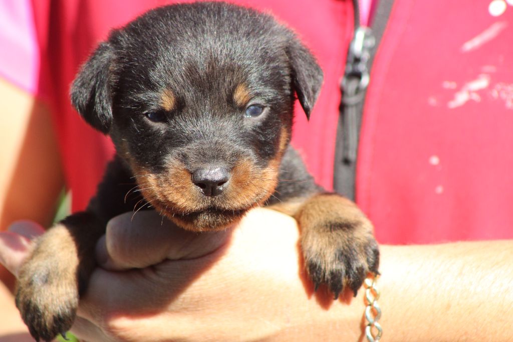 de Genevayse - Chiots disponibles - Berger de Beauce