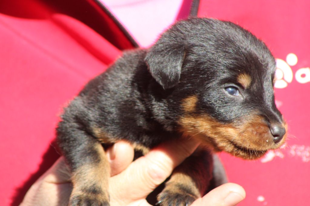 de Genevayse - Chiots disponibles - Berger de Beauce