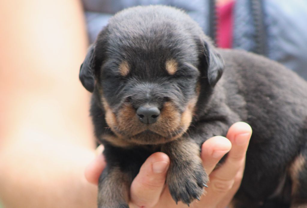 de Genevayse - Chiots disponibles - Berger de Beauce