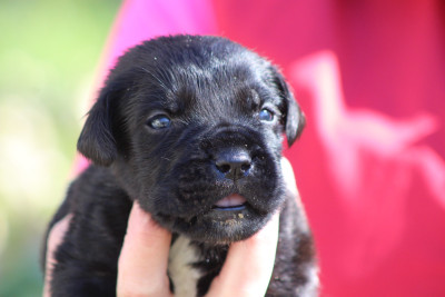 Chiot N°2 Femelle noire