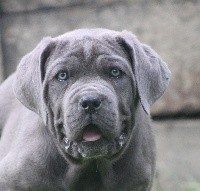 CHIOT