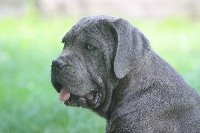 CHIOT