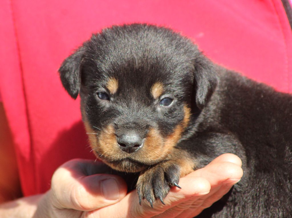 de Genevayse - Chiots disponibles - Berger de Beauce