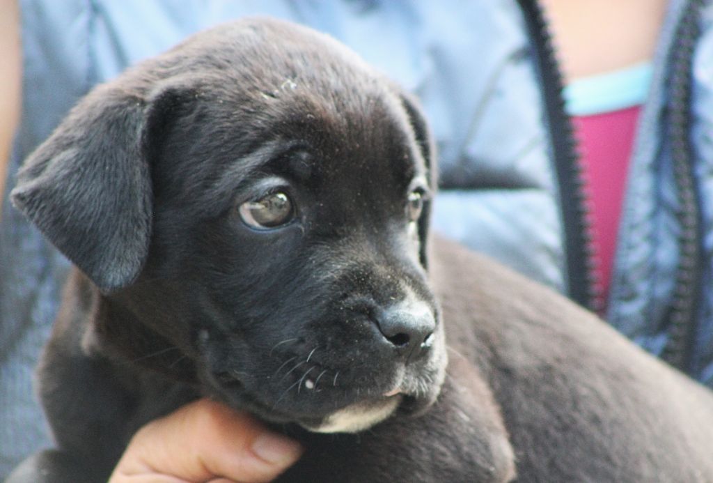 de Genevayse - Chiots disponibles - Cane Corso