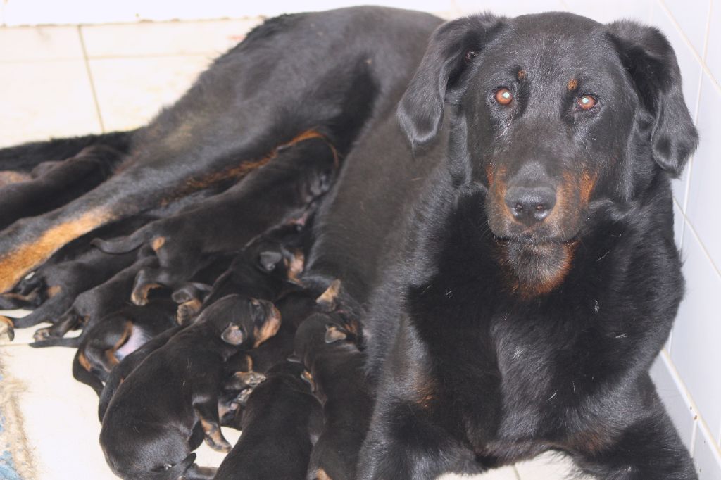 Chiot Berger de Beauce de Genevayse