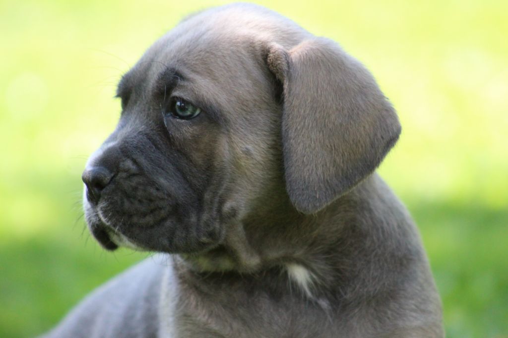 CHIOT
