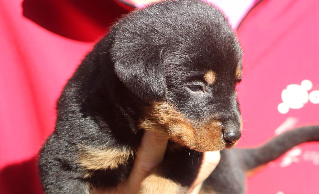 de Genevayse - Chiots disponibles - Berger de Beauce