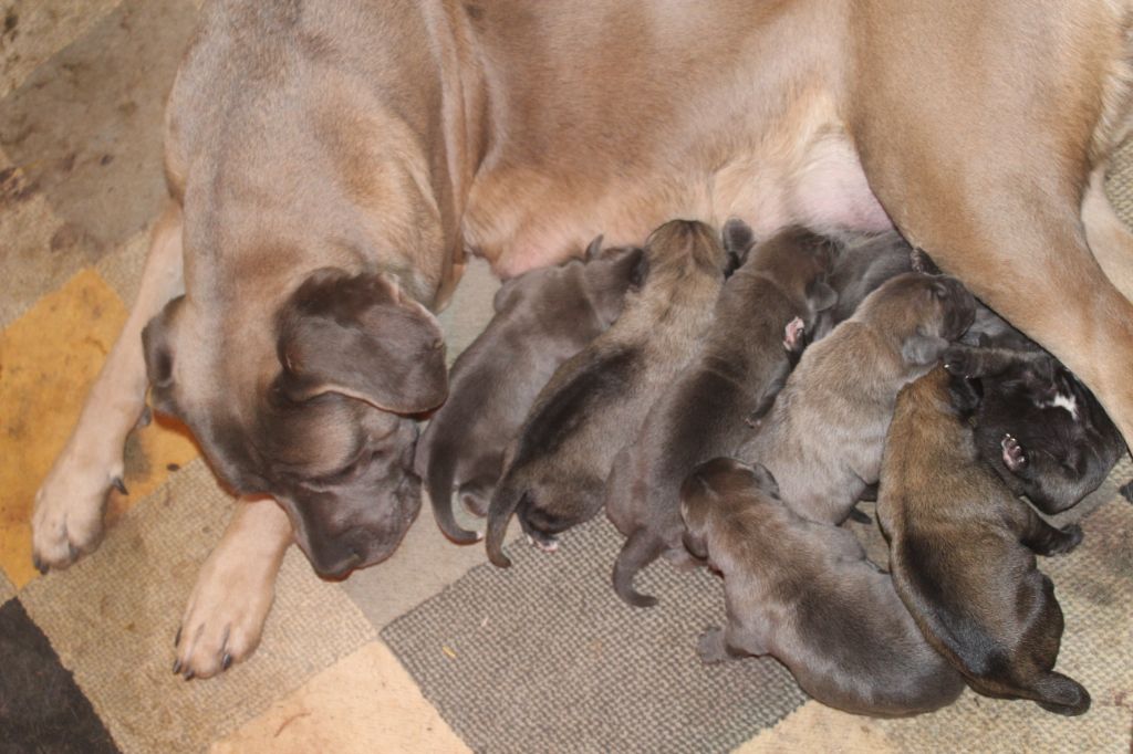 Chiot Cane Corso de Genevayse