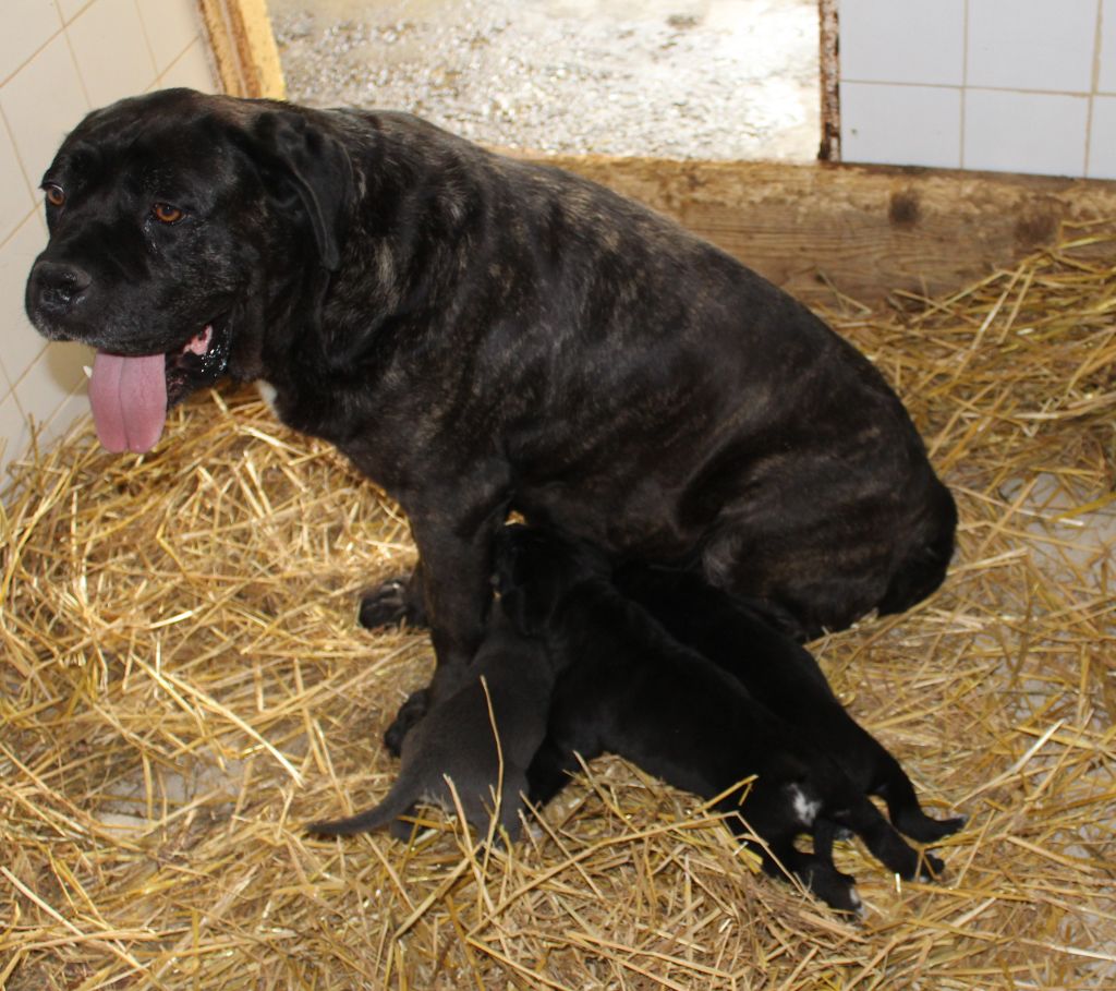 Chiot Cane Corso de Genevayse