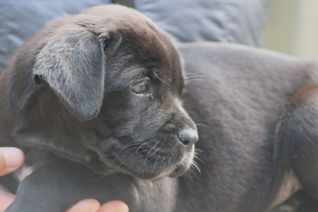 de Genevayse - Chiots disponibles - Cane Corso