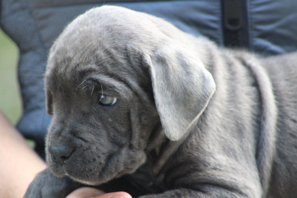 de Genevayse - Chiots disponibles - Cane Corso