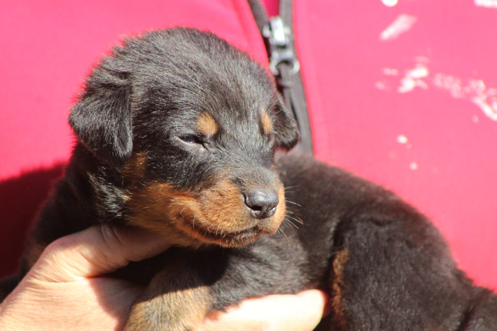 de Genevayse - Chiots disponibles - Berger de Beauce