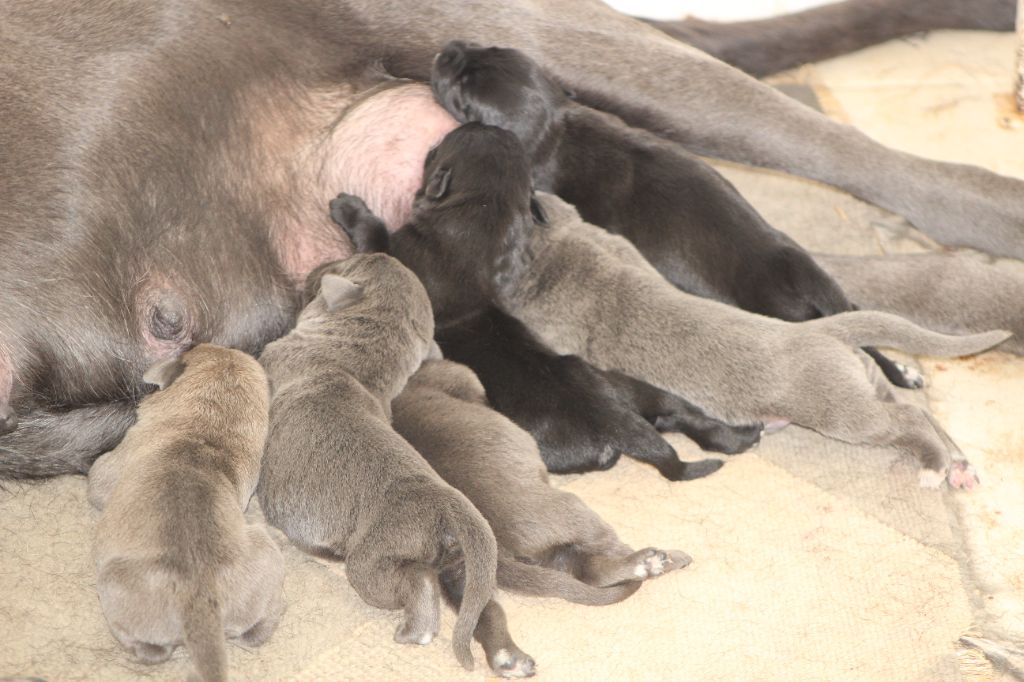 Chiot Cane Corso de Genevayse