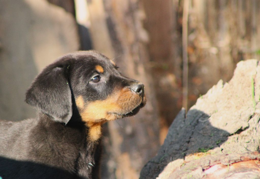 de Genevayse - Chiots disponibles - Berger de Beauce