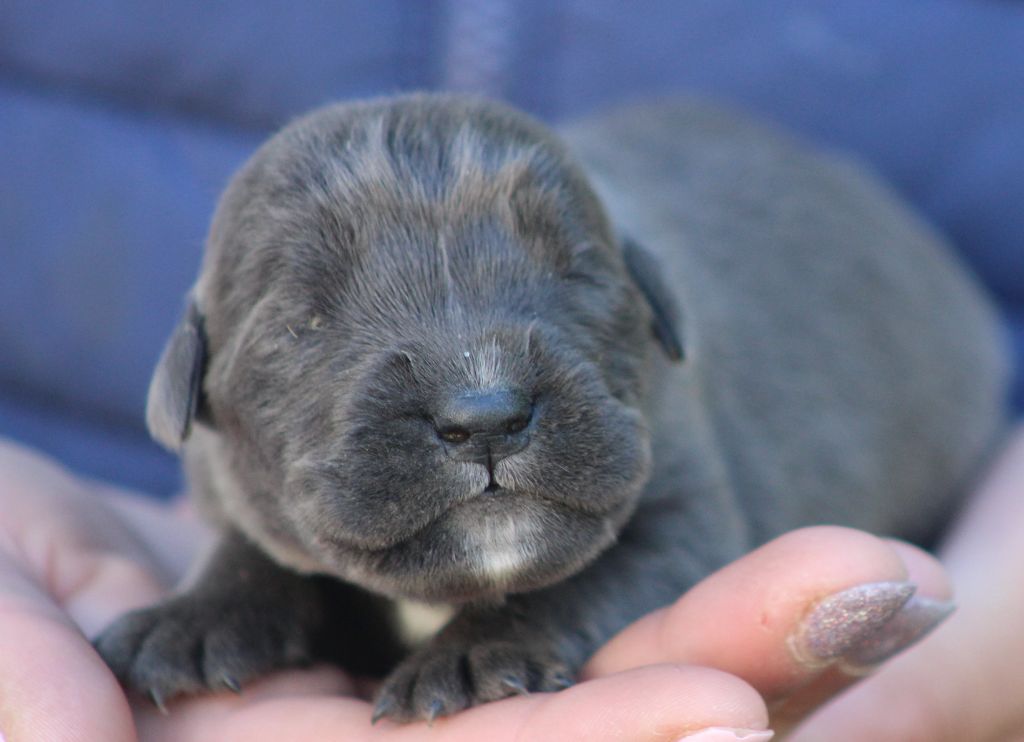 de Genevayse - Chiots disponibles - Cane Corso