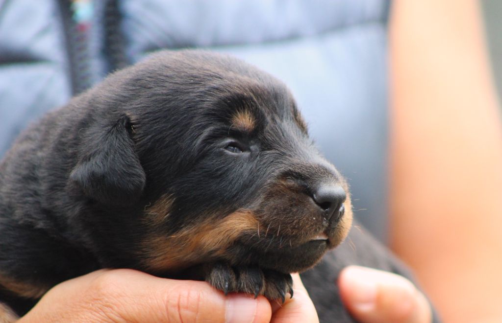de Genevayse - Chiots disponibles - Berger de Beauce