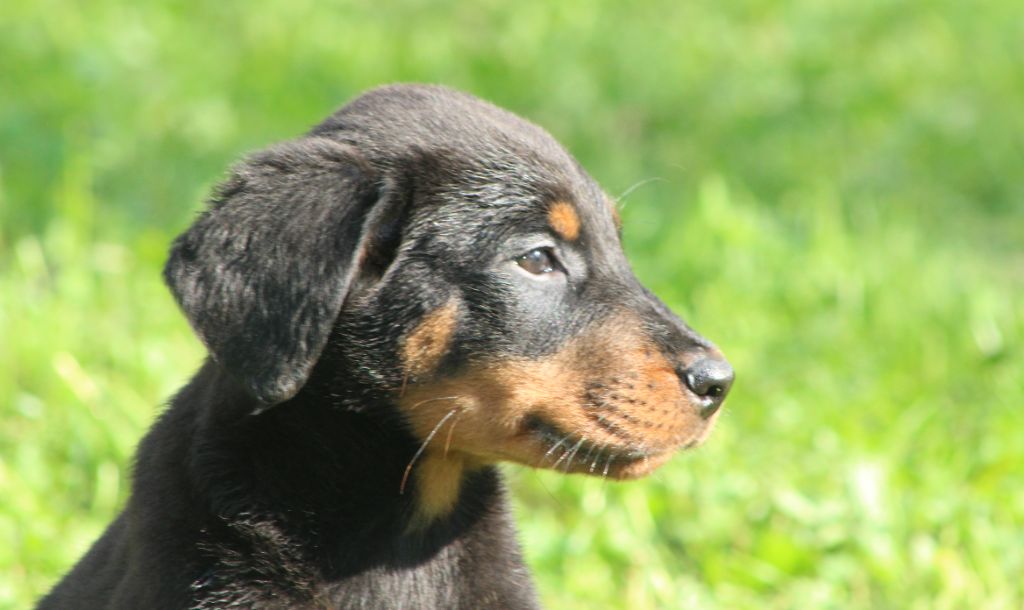 de Genevayse - Chiots disponibles - Berger de Beauce