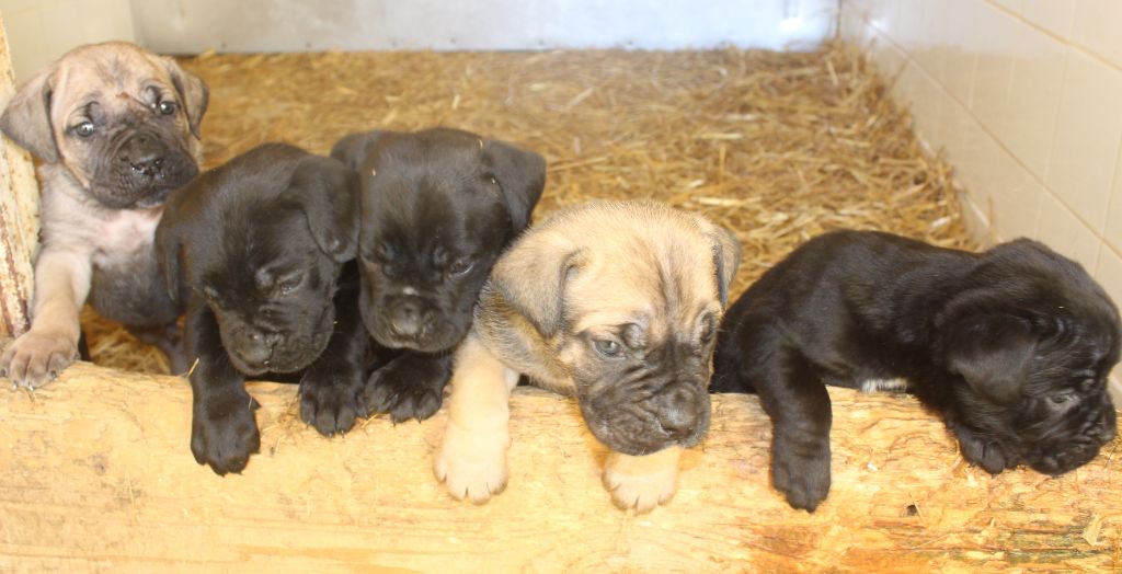 Chiot Cane Corso de Genevayse