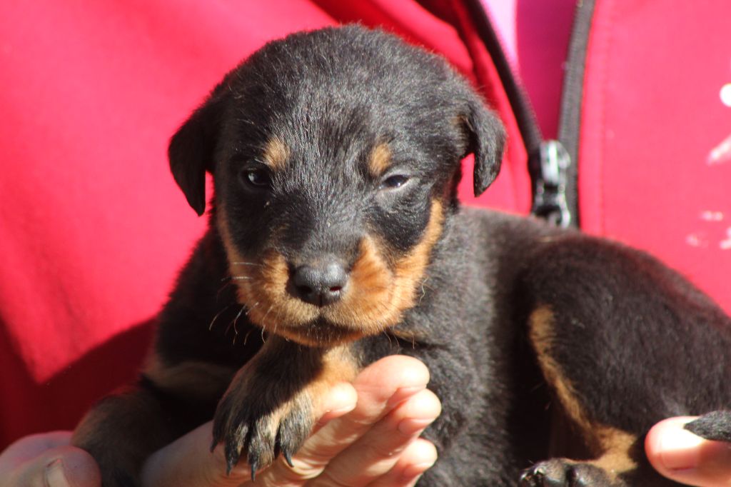 de Genevayse - Chiots disponibles - Berger de Beauce